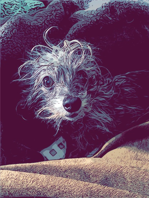Dog Faye