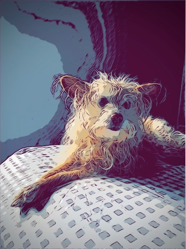 Dog Shirley