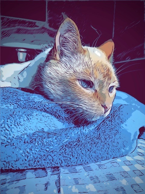 Cat Ted